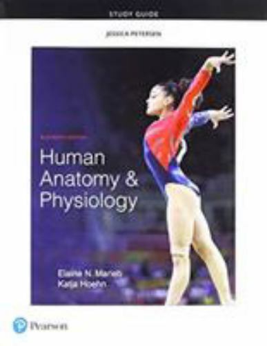 Human Anatomy & Physiology, Paperback by Marieb, Elaine N. R.N., Ph.D.; Hoehn…