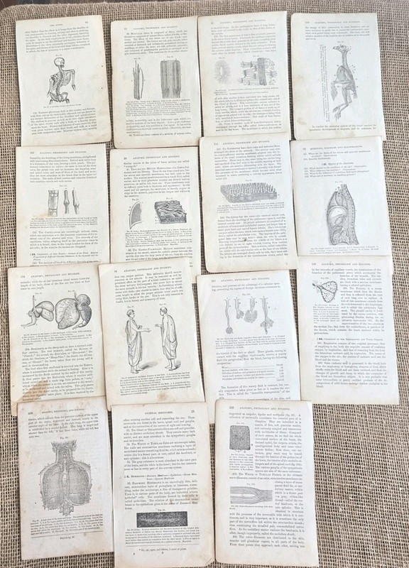 15 1872 Cutter Medical Book Pages Diagrams Anatomy Physiology